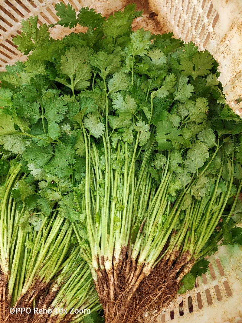 香菜货源充足产地直销质量好新鲜上市欢迎采购