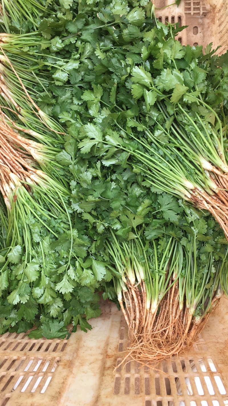香菜货源充足产地直销质量好新鲜上市欢迎采购