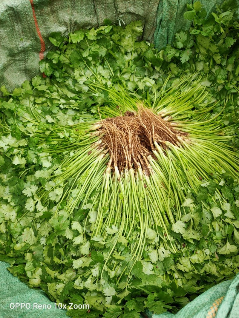 香菜货源充足产地直销质量好新鲜上市欢迎采购