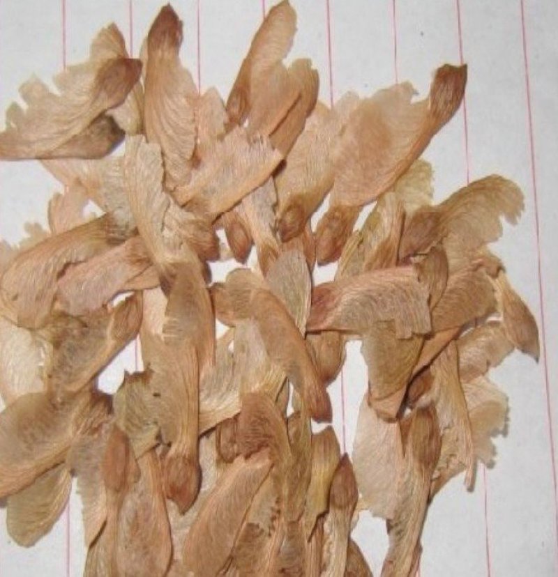 美国红枫种子发芽率95％可货到付款