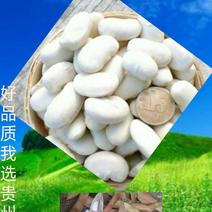 贵州高原农家自种白芸豆。年产上百吨。欢迎大家来电咨询