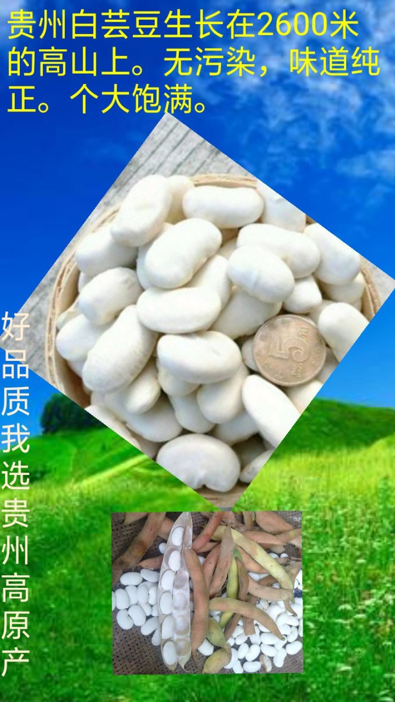 贵州高原农家自种白芸豆。年产上百吨。欢迎大家来电咨询