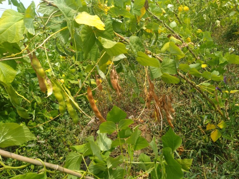 贵州高原农家自种白芸豆。年产上百吨。欢迎大家来电咨询