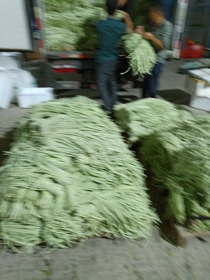 长豆达标，任性好