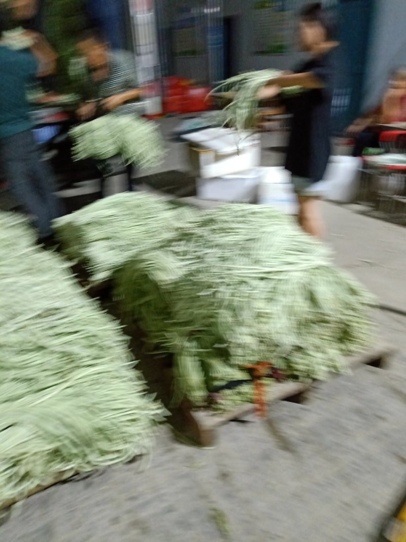 长豆达标，任性好