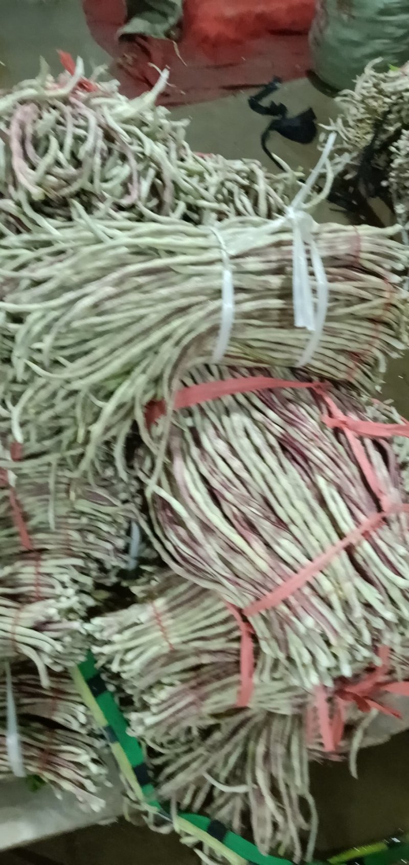 长豆达标，任性好