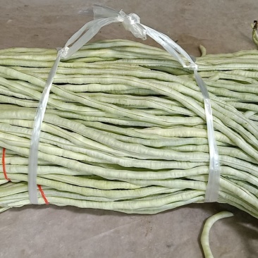 长豆达标，任性好