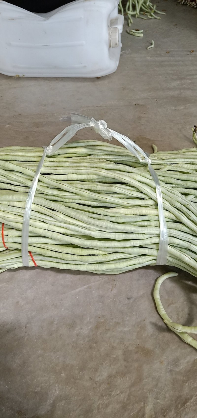 长豆达标，任性好