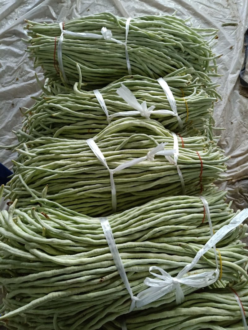 长豆达标，任性好