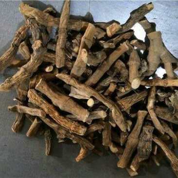 三白草根千余品种供应承接订单