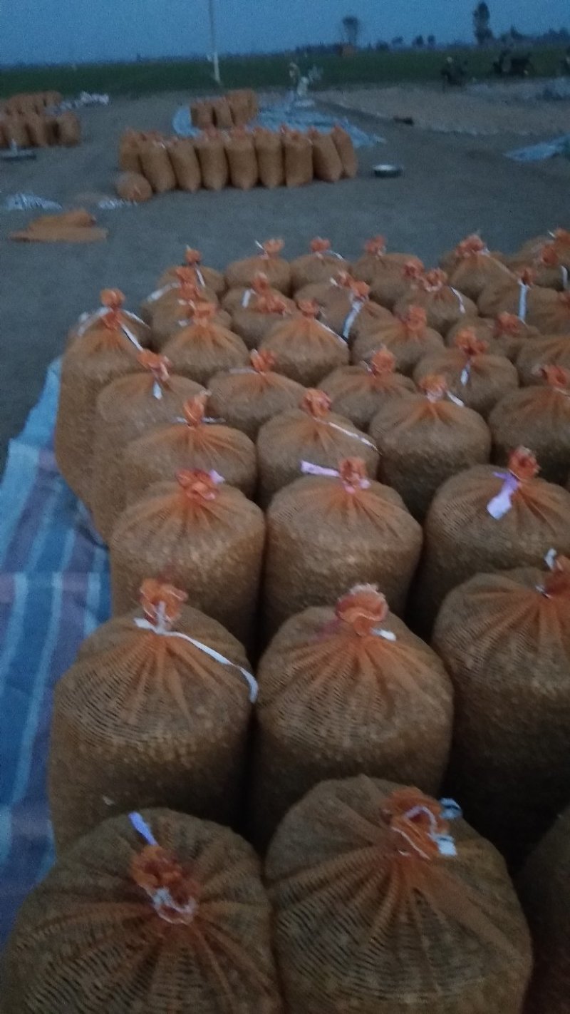 河北旱半夏种苗，1.4一下，干净无杂质，高抗病，产量高。