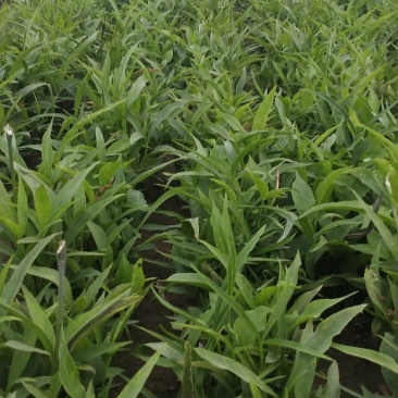 河北旱半夏种苗，1.4一下，干净无杂质，高抗病，产量高。