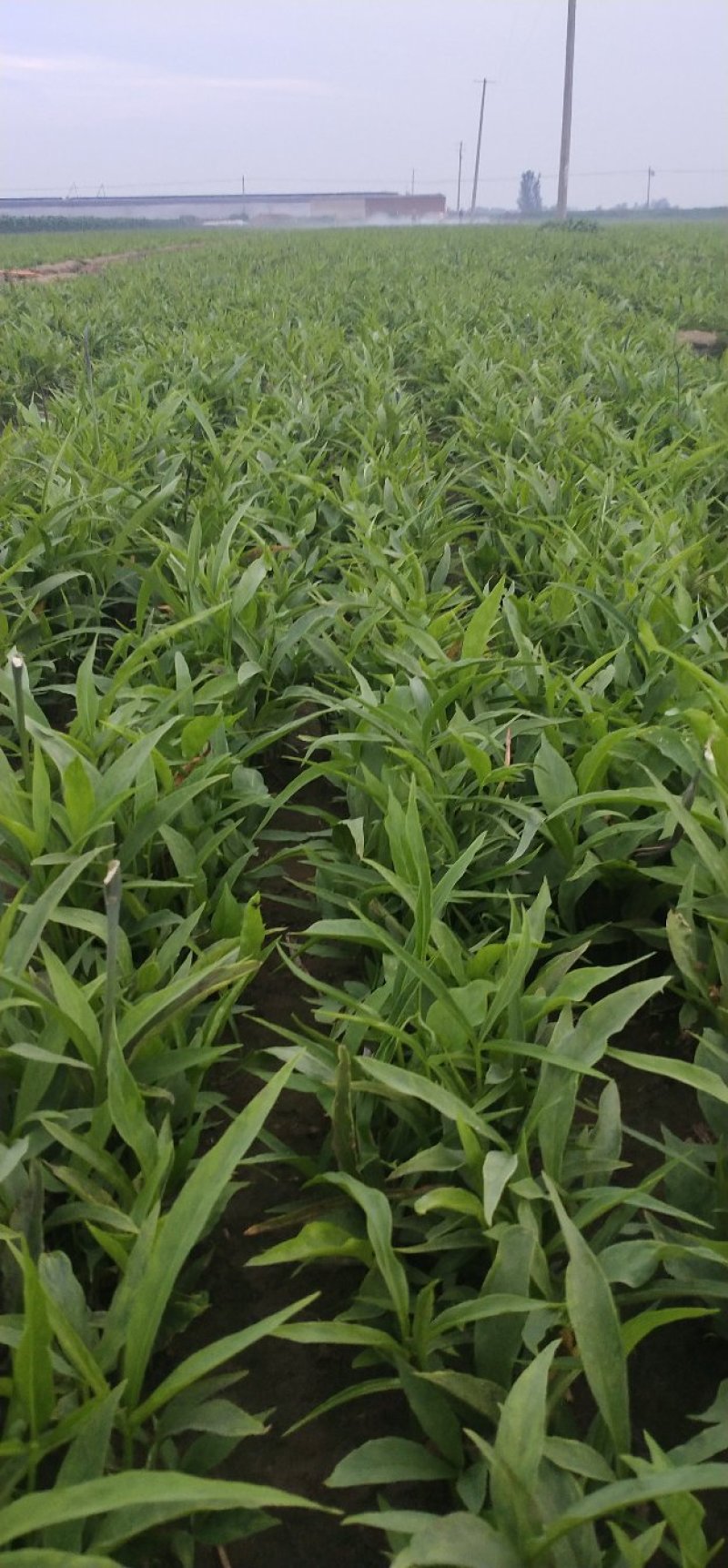 河北旱半夏种苗，1.4一下，干净无杂质，高抗病，产量高。