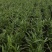河北旱半夏种苗，1.4一下，干净无杂质，高抗病，产量高。