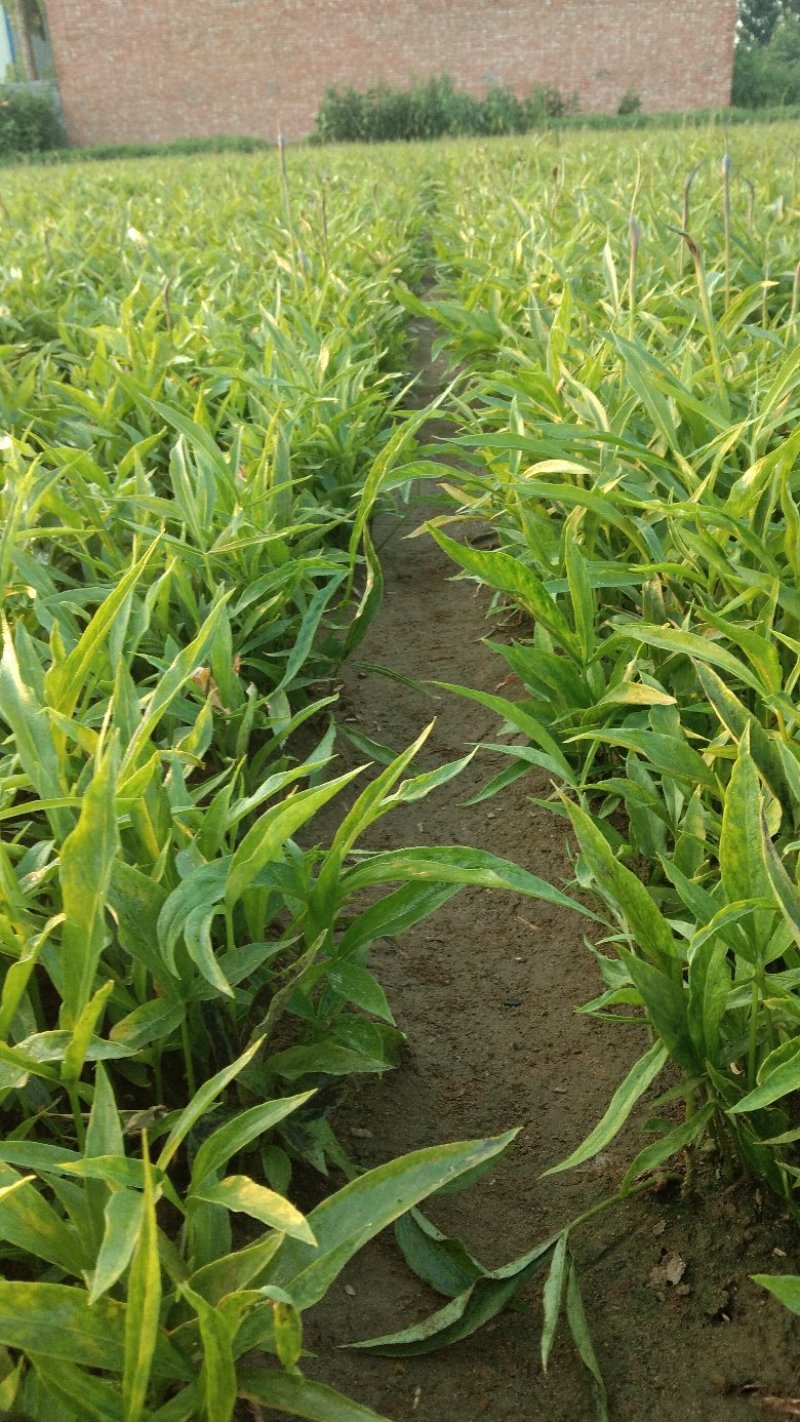 河北旱半夏种苗，1.4一下，干净无杂质，高抗病，产量高。