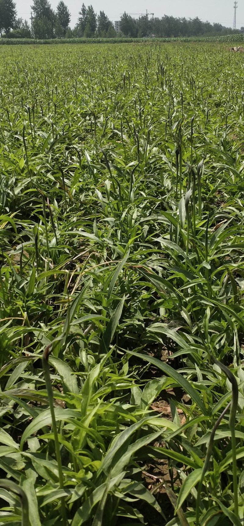 河北旱半夏种苗，1.4一下，干净无杂质，高抗病，产量高。