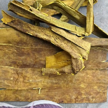 黄柏