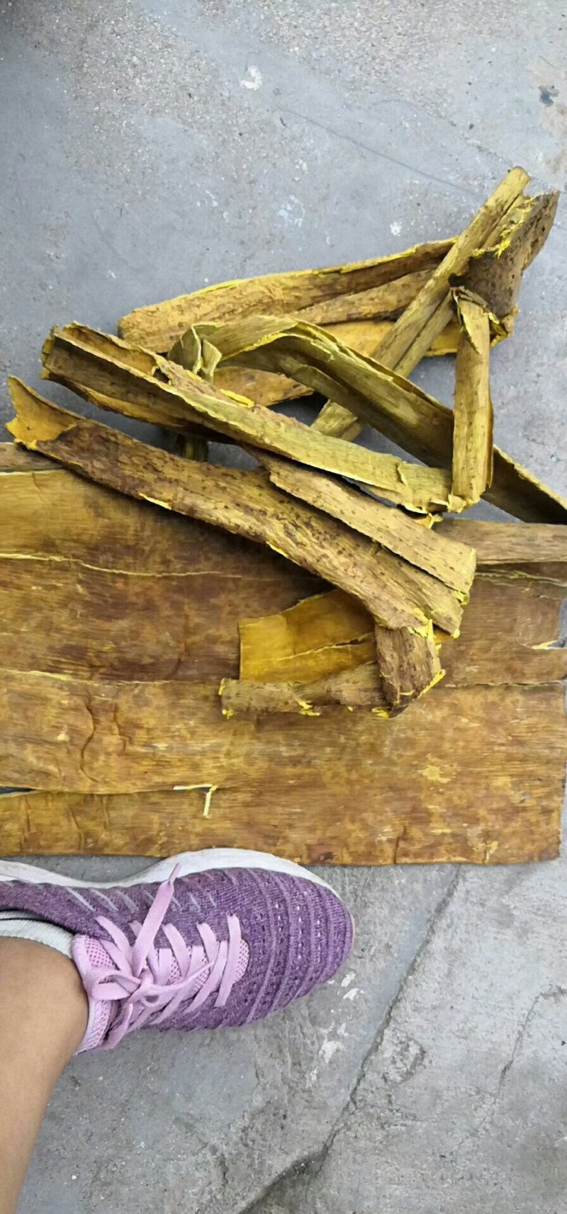 黄柏