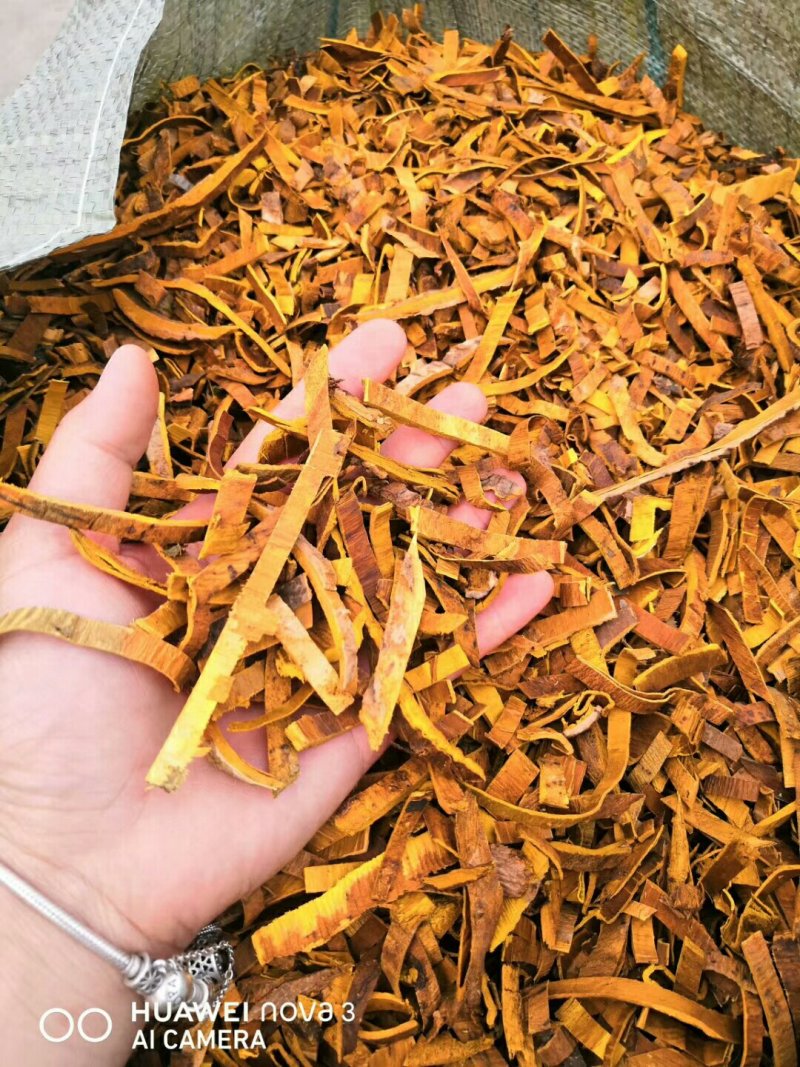 黄柏