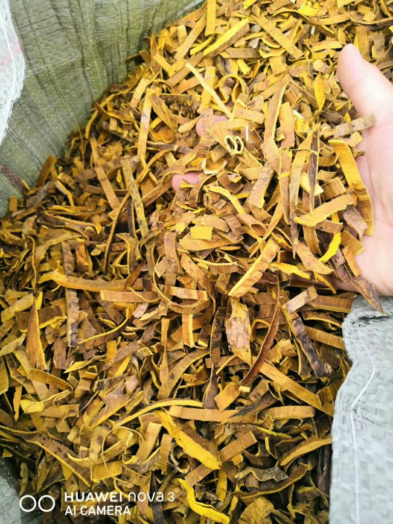黄柏