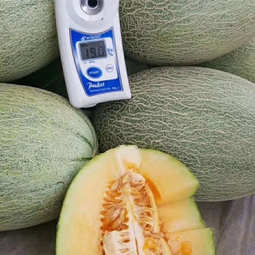 西洲蜜25