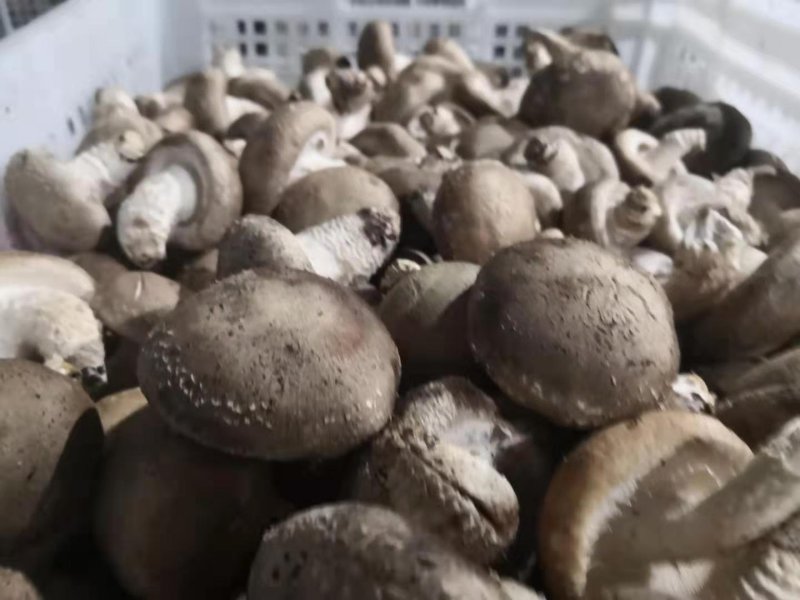 香菇