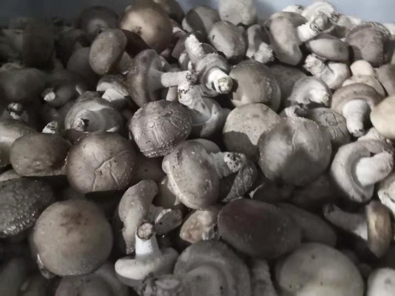香菇