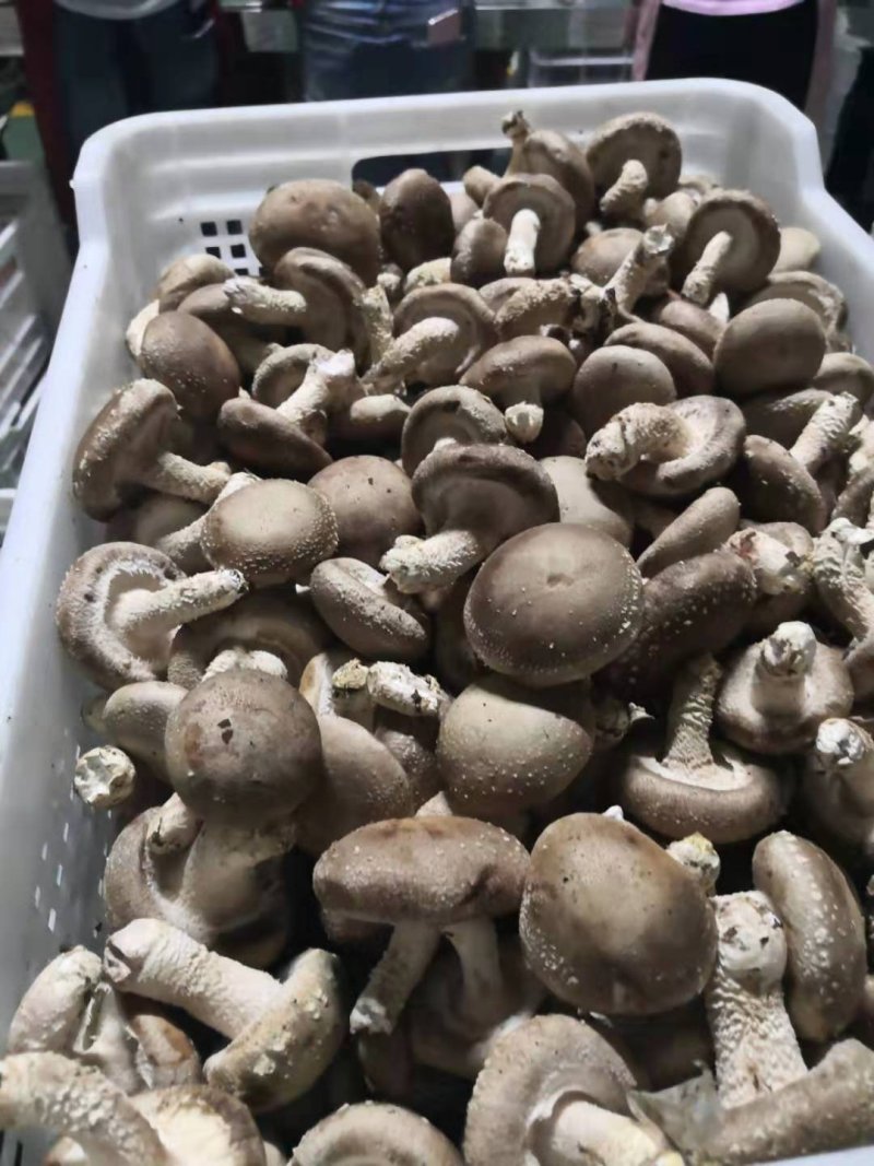 香菇