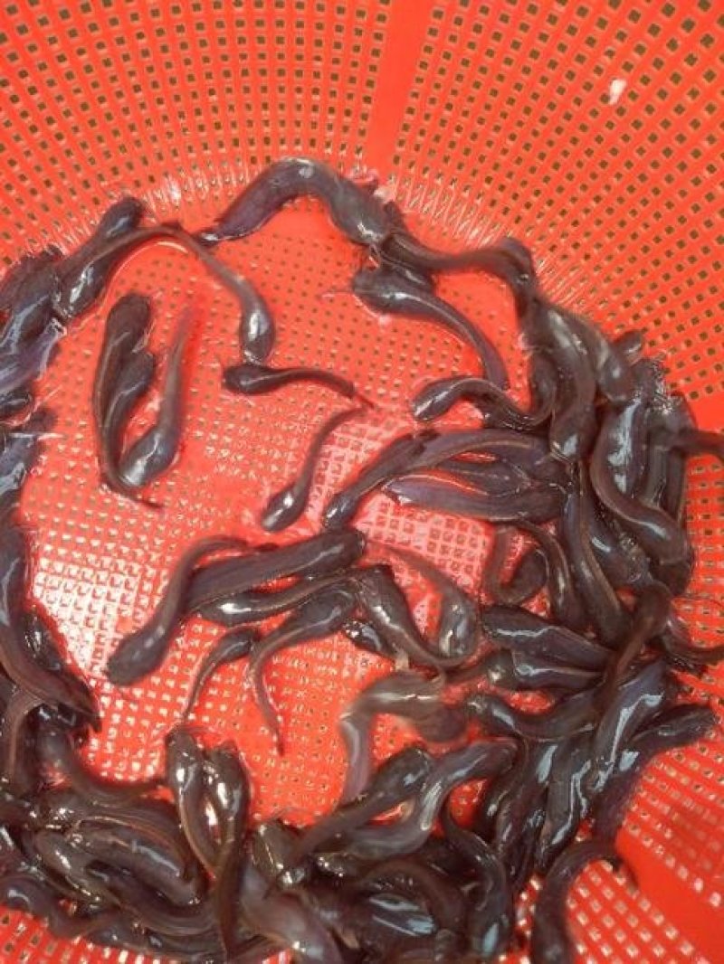 本地塘鲺苗杂交塘鲺苗塘角鱼鱼苗埃及塘鲺苗三黄塘鲺苗