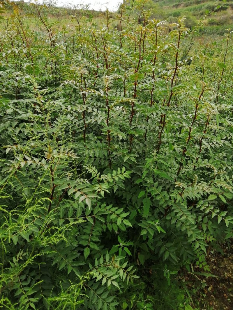 花椒苗