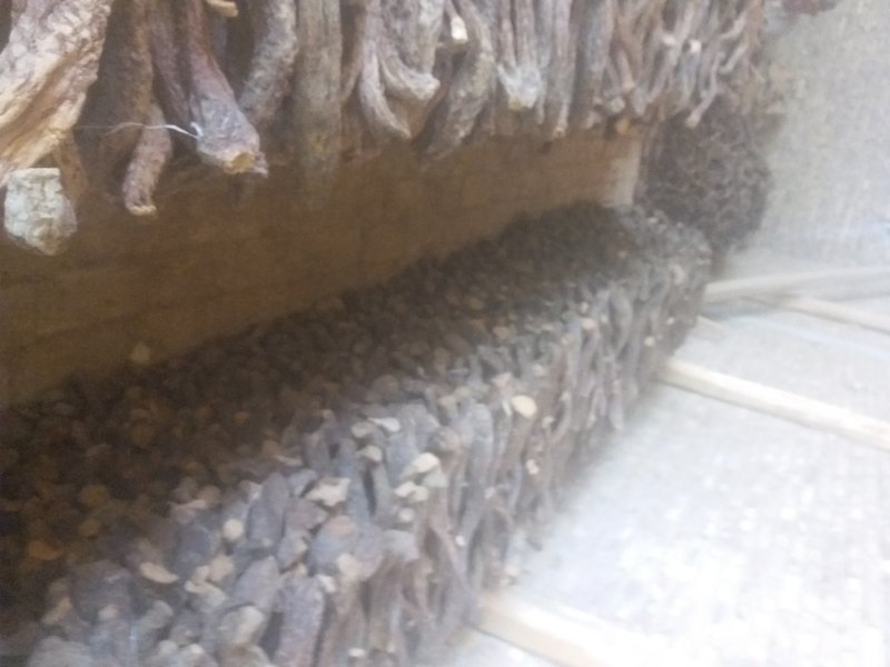 肉苁蓉条货，选装货(30厘米以上的货)