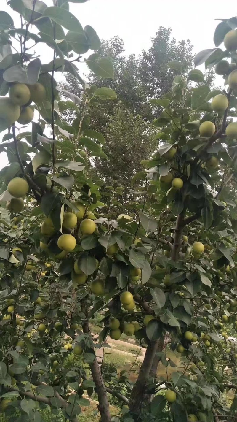 水果