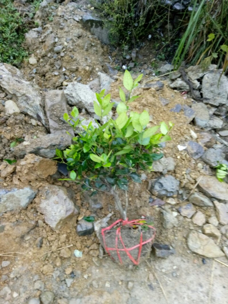 绿化苗木