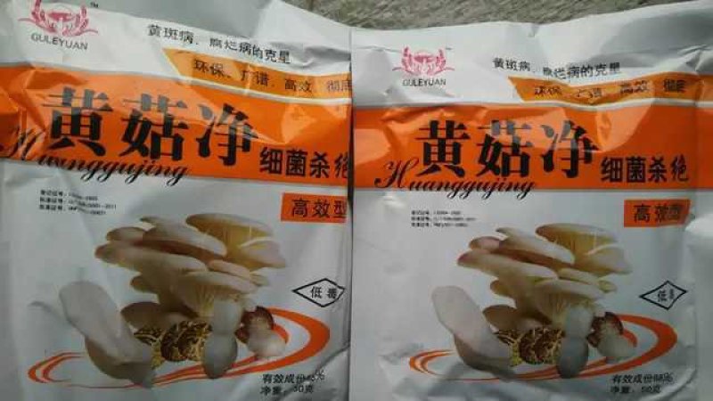 平菇黄菇净黄蘑菇腐烂病黄菇病