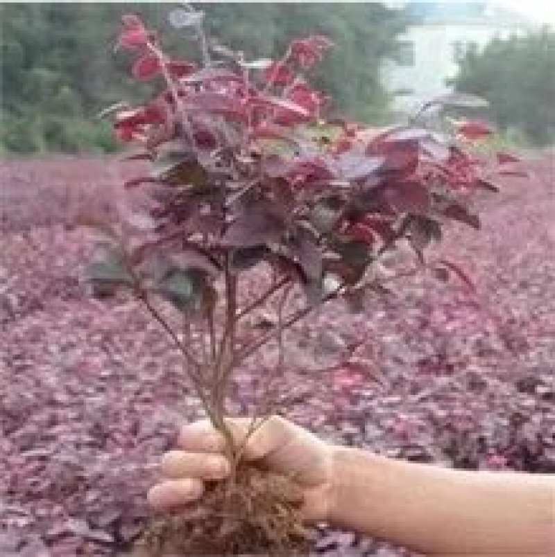红花继木篱笆墙【速生生长速度快】成活率高