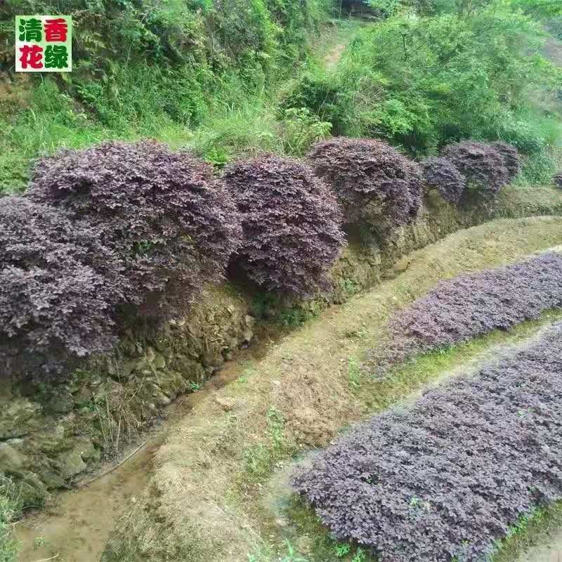 红花继木篱笆墙【速生生长速度快】成活率高