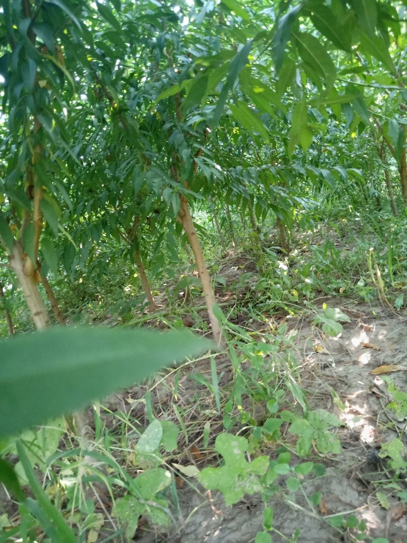 桃树