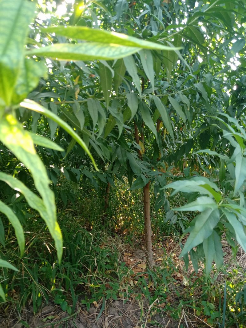 桃树