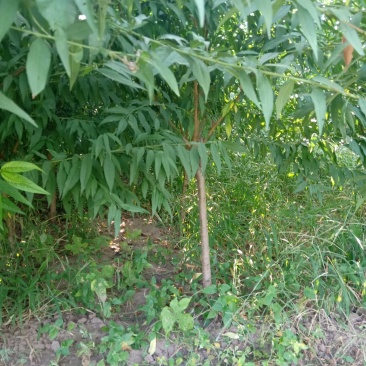 桃树