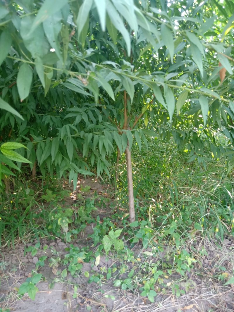 桃树