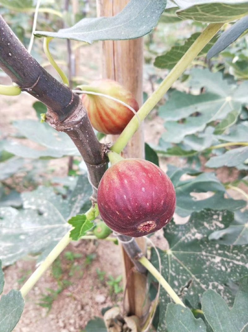 波姬红无花果苗，大小规格都有南北方种植好成活