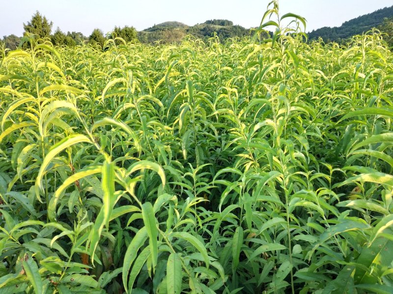 大量出售嫁接桃苗四川胭脂脆桃黄桃晚湖景桃冬桃等