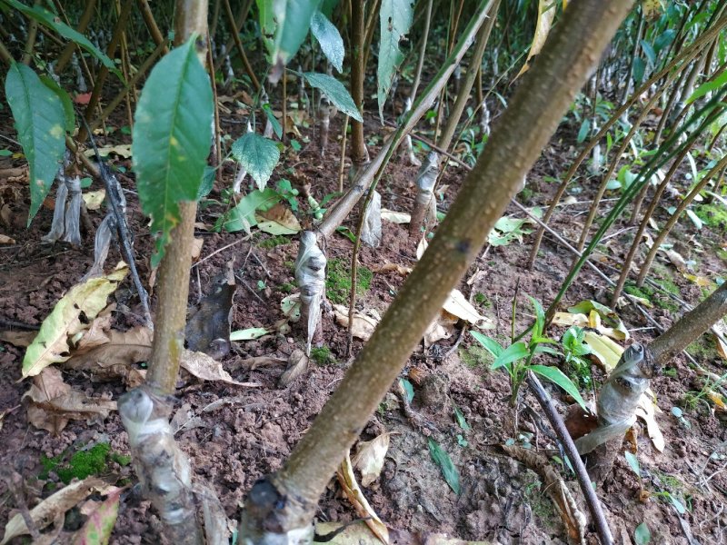 大量出售嫁接桃苗四川胭脂脆桃黄桃晚湖景桃冬桃等