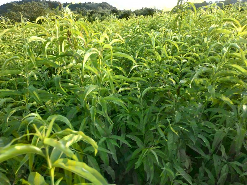 大量出售嫁接桃苗四川胭脂脆桃黄桃晚湖景桃冬桃等