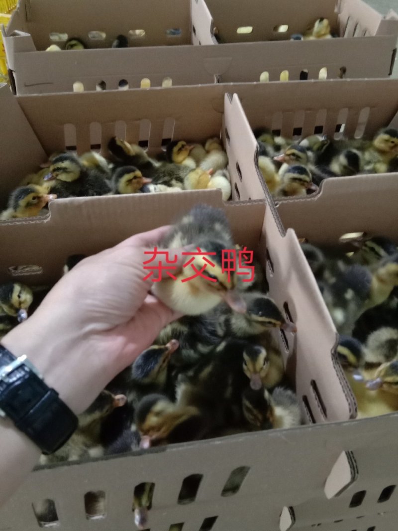 【大品种杂交鸭出壳苗】厂家直销，包疫苗，包路损，量大从优