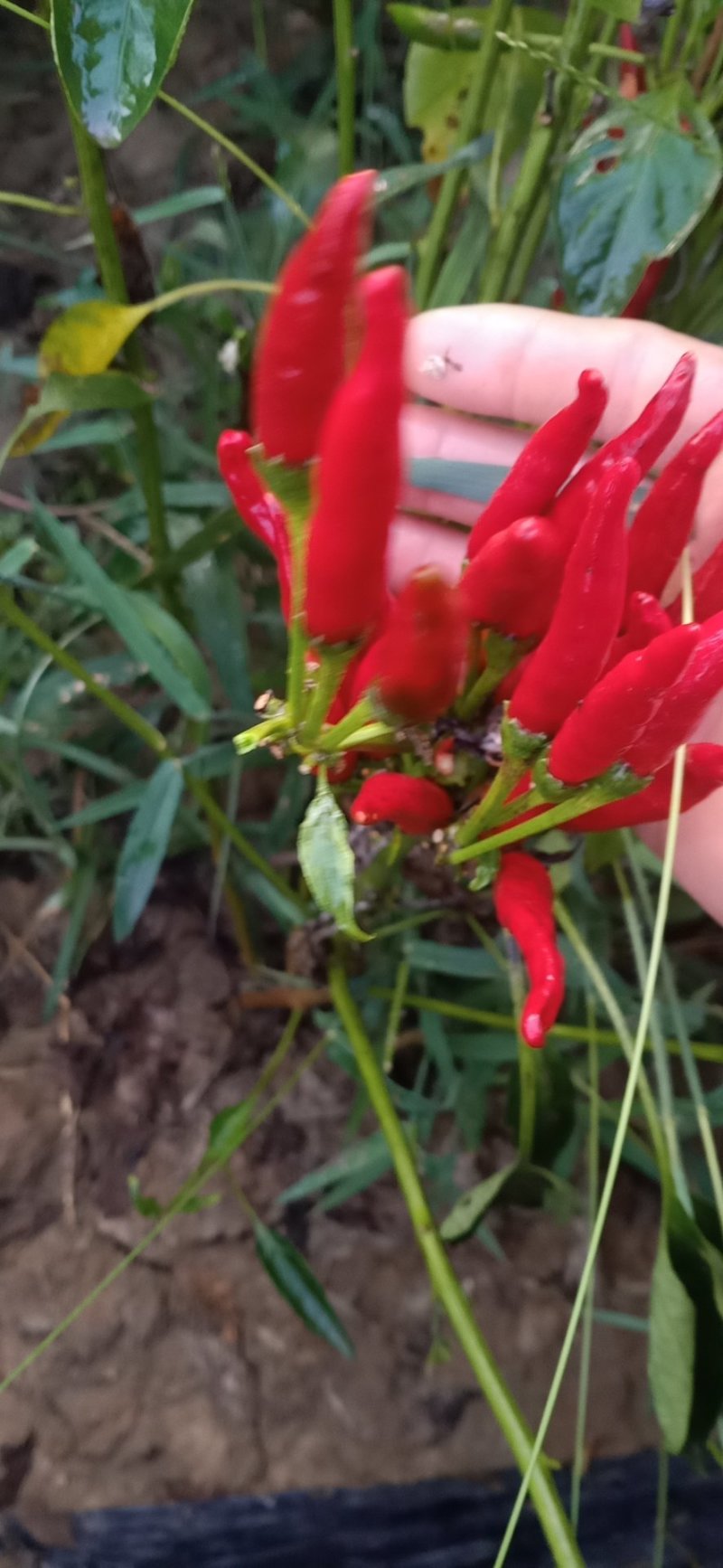 红辣椒（山鹰红辣椒）