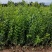 水腊50~80cm高甘肃陕北营养杯绿离水蜡