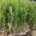 水腊50~80cm高甘肃陕北营养杯绿离水蜡