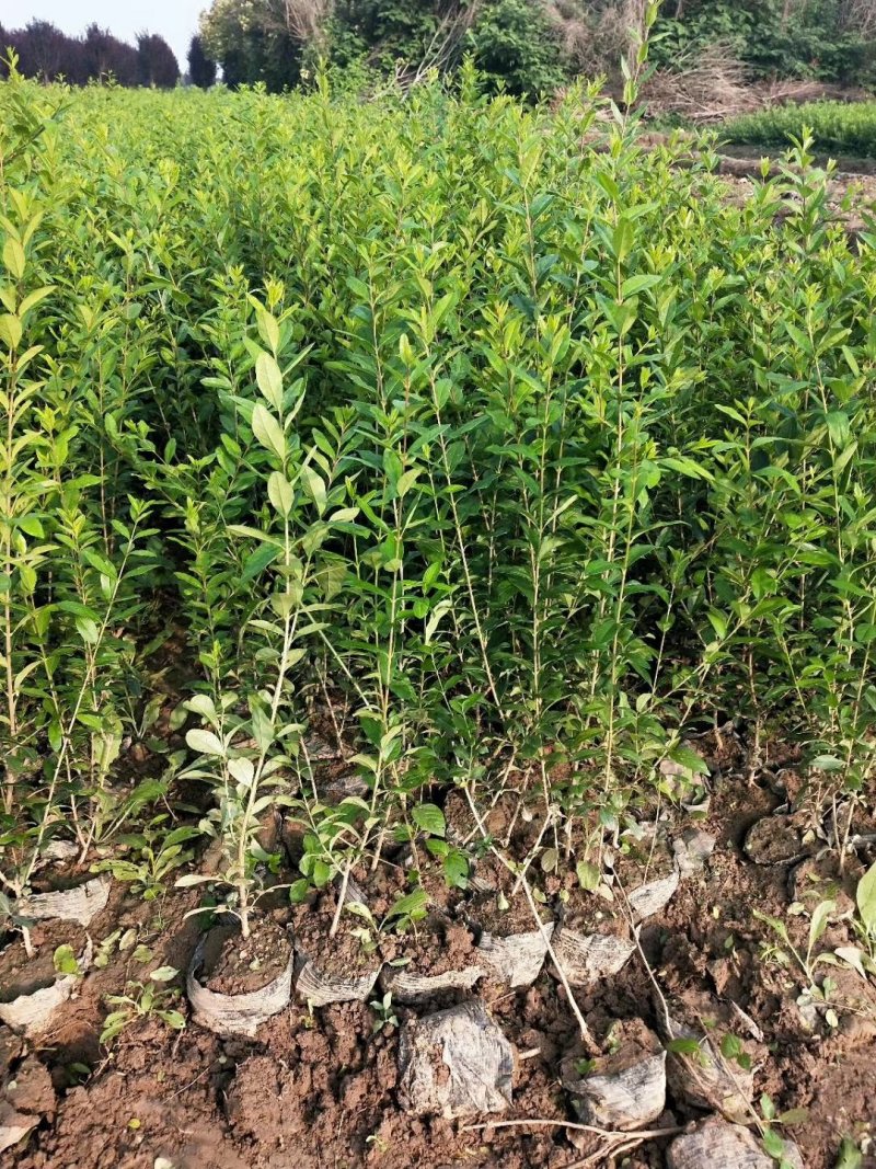水腊50~80cm高甘肃陕北营养杯绿离水蜡