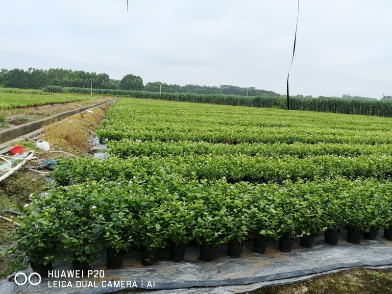 黑色杯盆栽茉莉花苗半成品批发可用于盆景工程苗庭院阳台